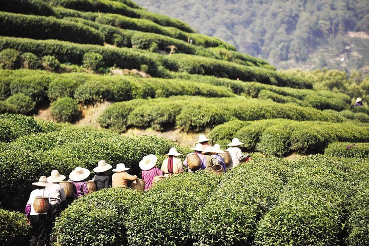 Private Half Day Hangzhou Tea Cultural Tour from Shanghai by Bullet Train image