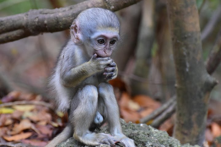 Island Adventure Harrison's Cave & Monkey Feeding group tour or private tour image