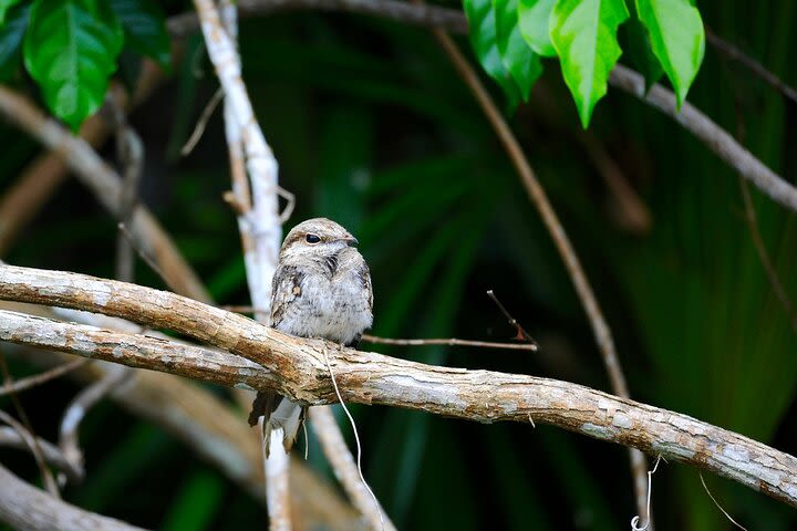 Night safari from Iquitos with Jungle Reps image