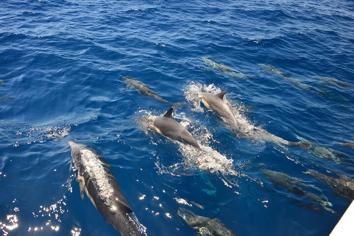 All Inclusive Pearl Islands Catamaran Excursion image