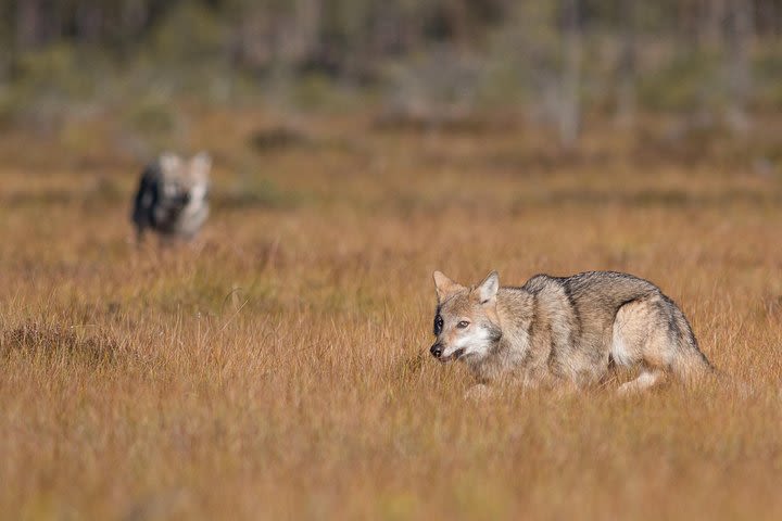 Wolves, Moose & Beavers in the forests of Central Sweden image