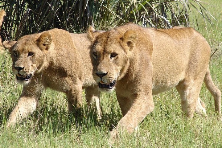  NAIROBI NATIONAL PARK SAFARI DRIVE 6.a.m to 11.a.m image