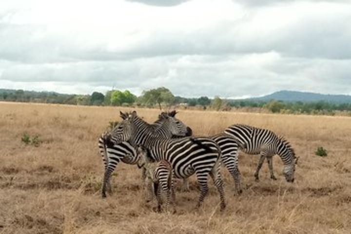 3 Days Safari to Mikumi NP - Accommodation Inside the Park image