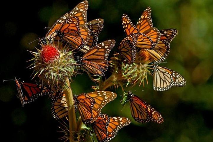 MONARCH BUTTERFLY SANCTUARY AND COSMOVITRAL PRIVATE TOUR from Mexico City image