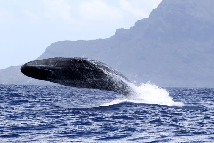 Whale watching image