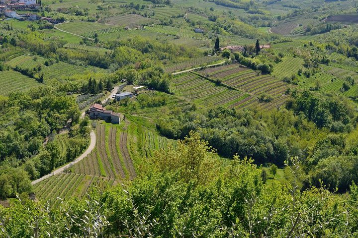 Private tour of Goriska Brda wine hills from Ljubljana image