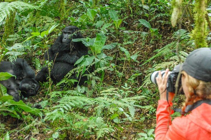 Private 3 Day Gorilla Trekking Safari in Uganda image