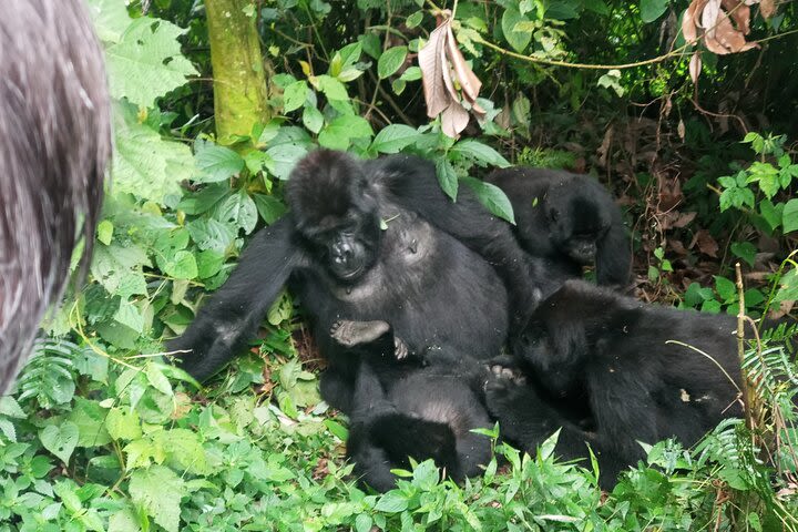 3 Days Uganda Gorilla Safari  image