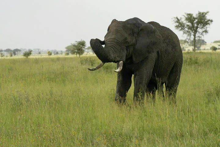 4 days Selous game reserve and Mikumi national park image