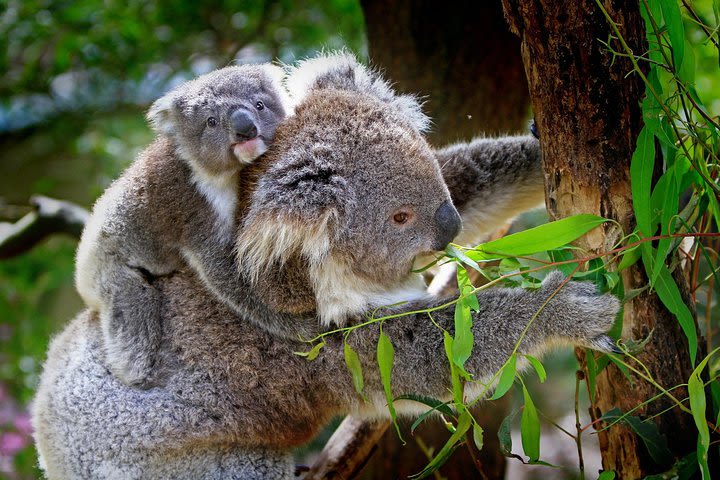 Private One Day Great Ocean Road Tour image