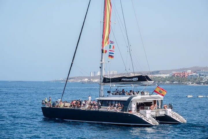 Whale watching in catamaran with bus from Puerto de la Cruz, Tenerife image