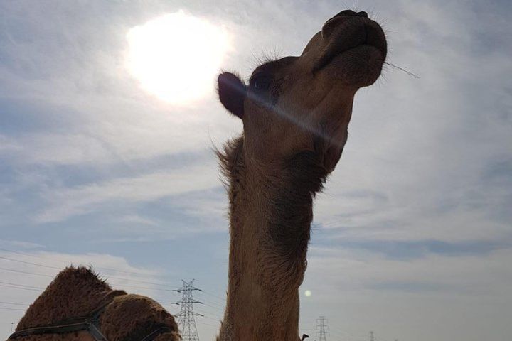 Visit the Famous Inland Sea Of Qatar image