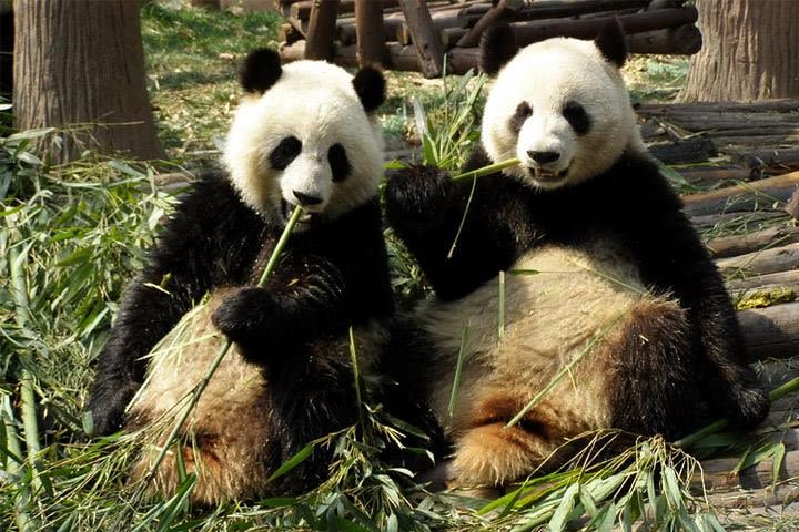 Private Day Tour: Dujiangyan Panda Base Volunteering from Chengdu image