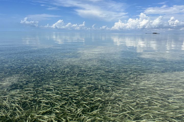 Kayak the Seagrasses of Stiltsville image