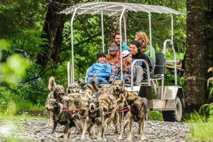 Kennel Tour and Dog Sled Ride image