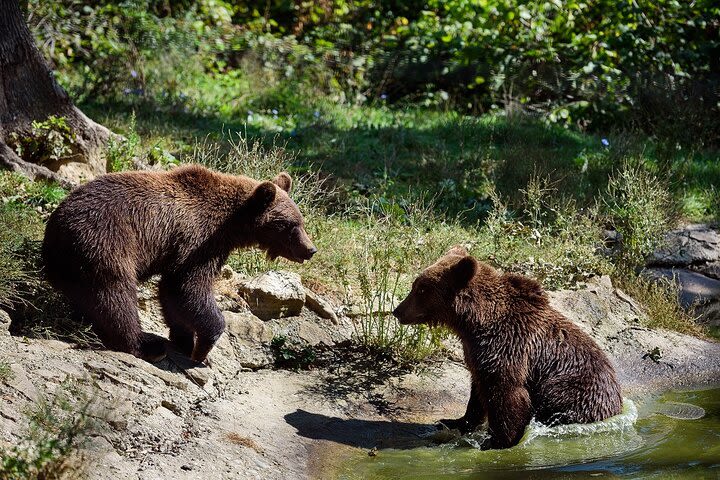 Private Tour Bears Sanctuary & Dracula Castle Day Tour from Bucharest image