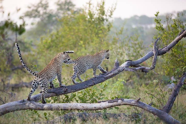 Jhalana Leopard Safari - Encounter with the Shy Cats image