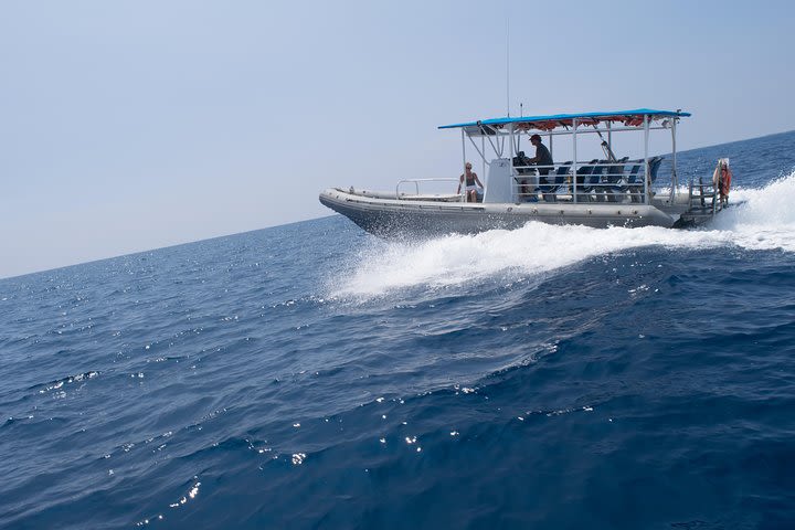 Captain Cook Cruises Deluxe Dolphin Swim  image