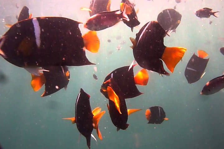 Ocean Pacific Snorkeling  image