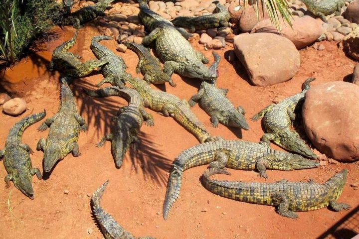 Croco Park Wild Trip Adventure with Transfers image