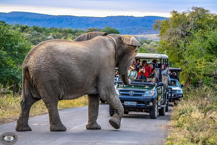 Hluhluwe-Imfolozi Park Full Day Big 5 Safari Tour image