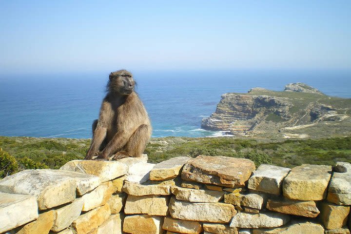 Private Cape Of Good Hope Tour with Table Mountain Ticket Including Park Fees image