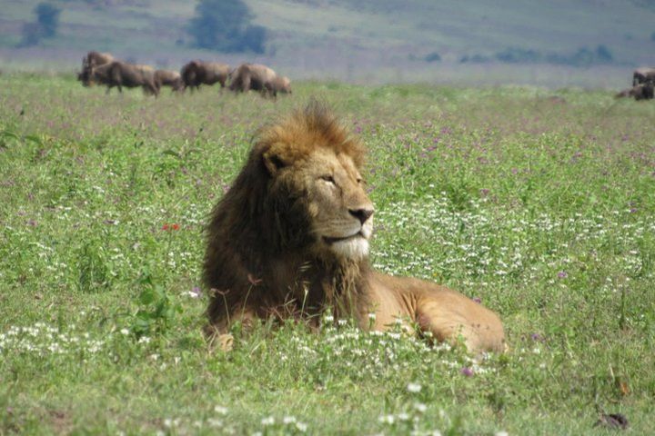 1 Day Ngorongoro Crater Safaris image