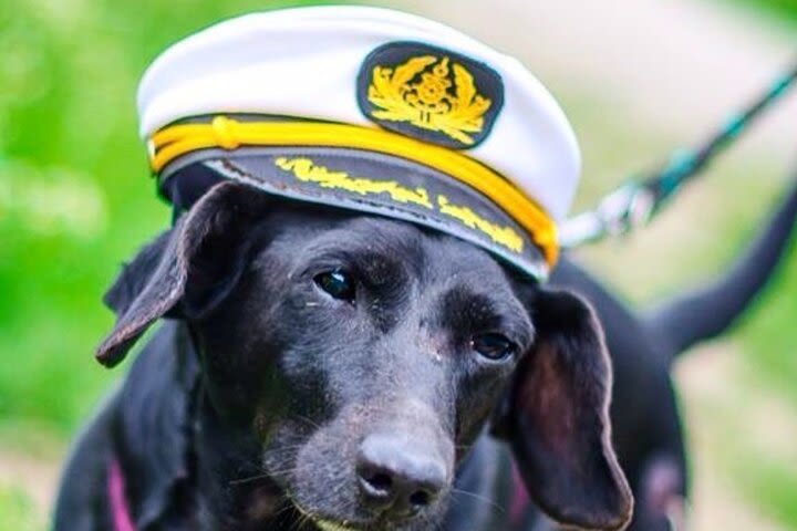 Dog Day of Summer Harbor Cruise in Boston image