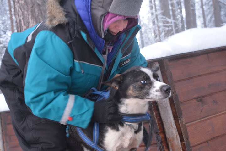 Husky Tour Sit and Drive Combo Tour from Kiruna image