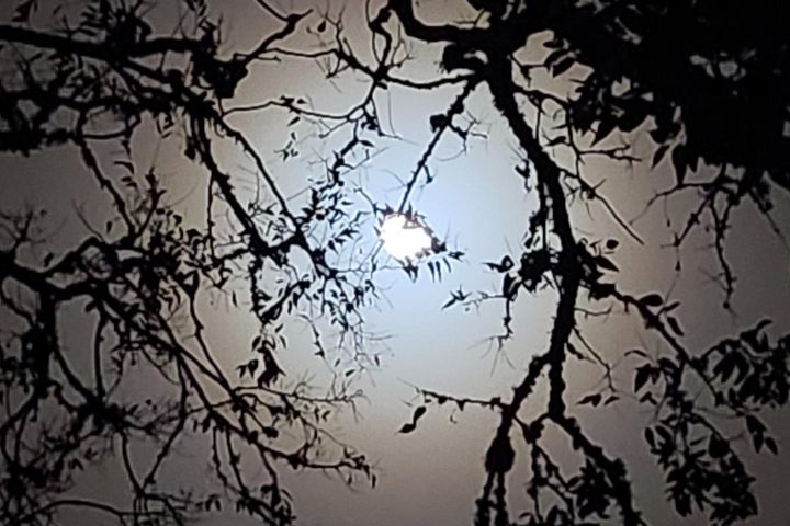 Galveston Ghost & Red Light Tour image