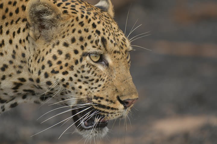 5 Day Wildlife Photographic Safari - Kruger National Park - B1 Photo Safaris image