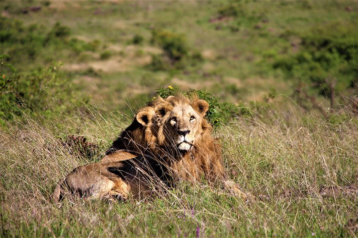 Half Day Nairobi National Park shared tour from Nairobi image