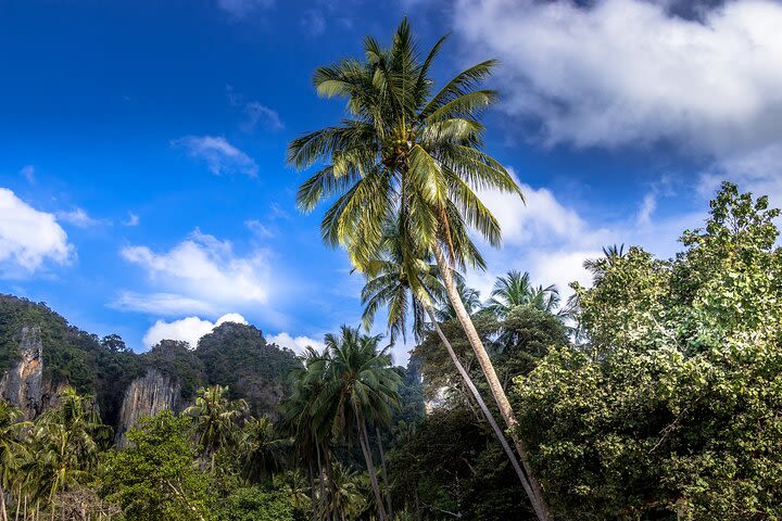 Phuket to Phi Phi By Ferry Include transfer from Hotel image