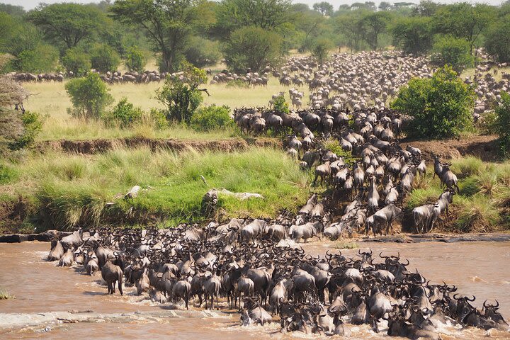 Private 8-Day Northern Kenya and Maasai Mara Wildlife Safari  image