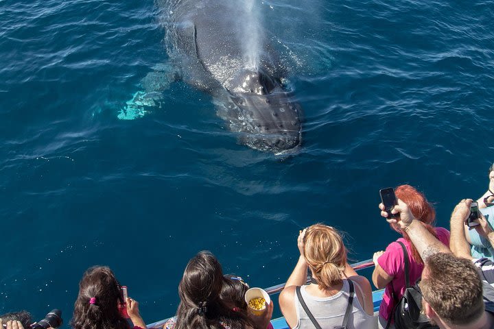 Whale-Watching Cruise from Newport Beach image