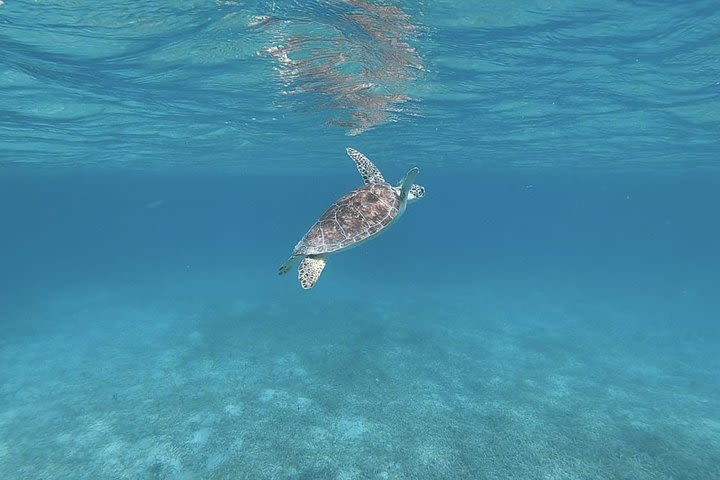 Private Chartered Boat to Icacos, Lobos, and Palomino image