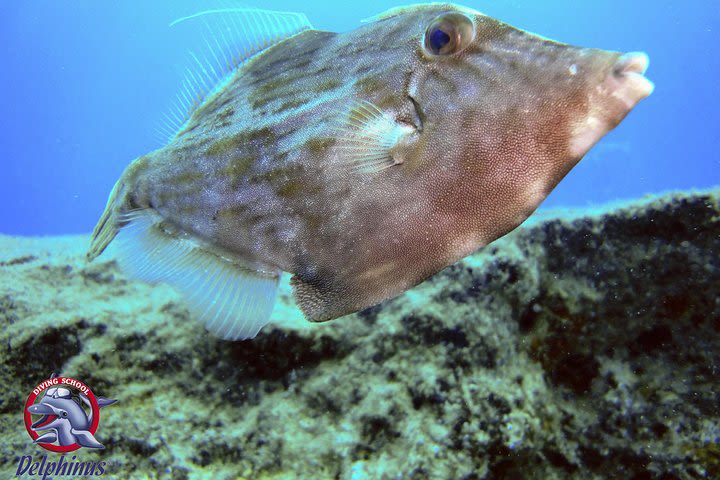 2 Diving Sites Scuba Diving Package in Gran Canaria image