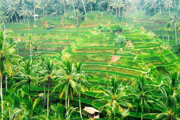 Bali Day-Tour: Ubud Half Day Trip image