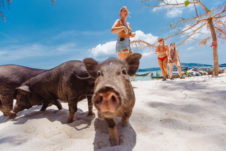 Pig Island Adventure: Kayaking & Snorkeling image