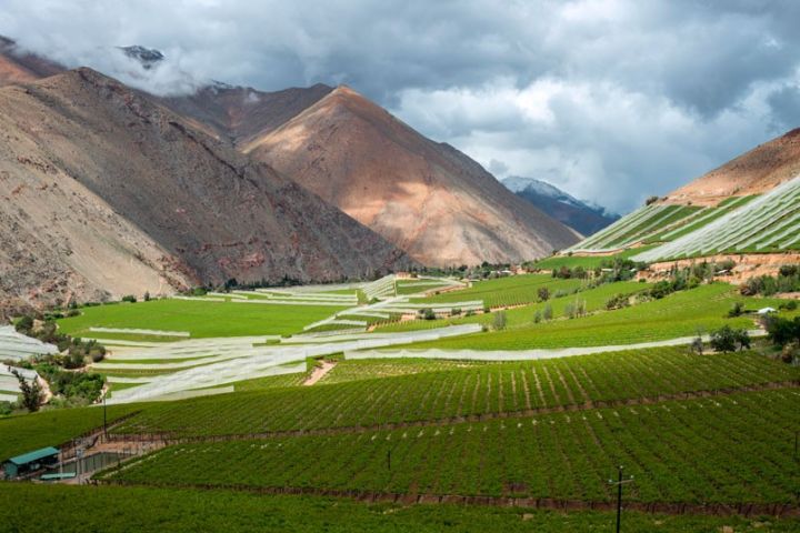 Tour Pisco Elqui: Naturaleza, Relajo y Descubrimiento image