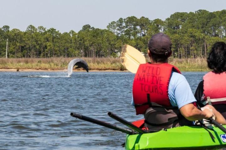 Dolphins and Wildlife Kayak Experience from Gulf Shores image