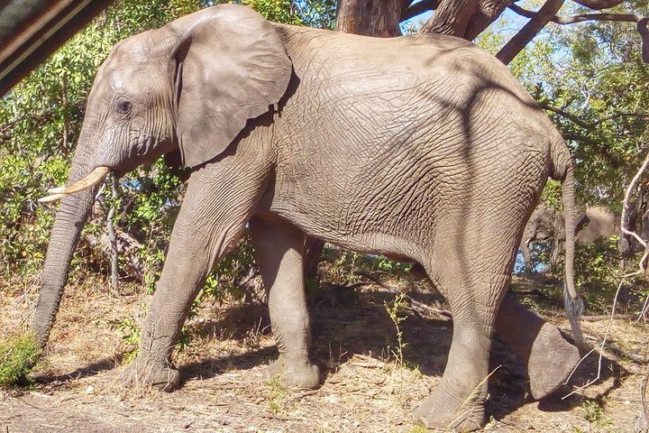 Game drive in the Mosi Oa Tunya National Park - Livingstone image