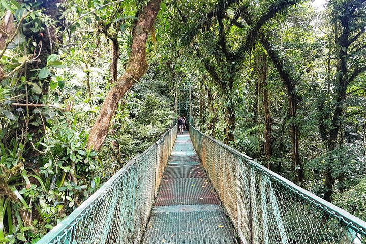 Monteverde Hanging Bridges Day Trip from San Jose image