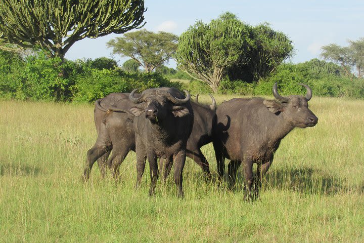 3-Day Queen Elizabeth National Park Safari Tour image