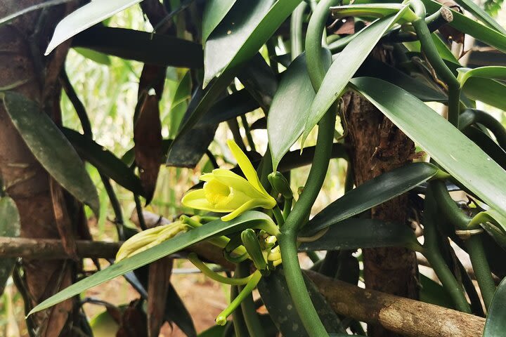 Cooking Class & Medicinal Plants Garden Manuel Antonio image