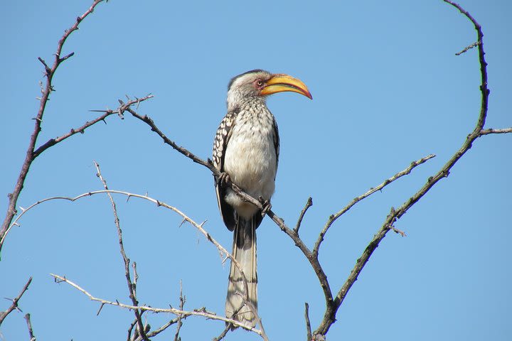 3 Night 4 Day Kruger National Park Safari with Panorama Route image