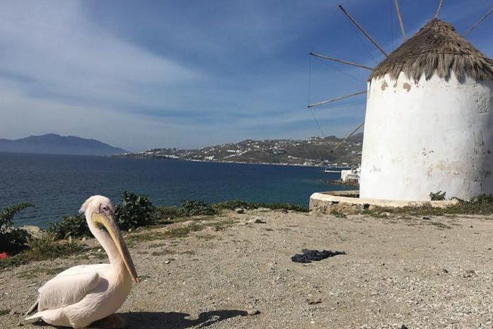 Private Tour: Mykonos Island in Half a Day image
