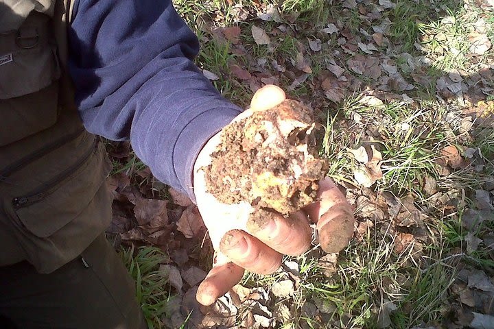 Truffle Hunting in Tuscany: Private Shore Excursion from Livorno Port image