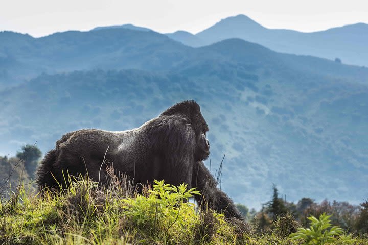 3 Days Gorilla and Golden Monkey trekking Safari in Rwanda image