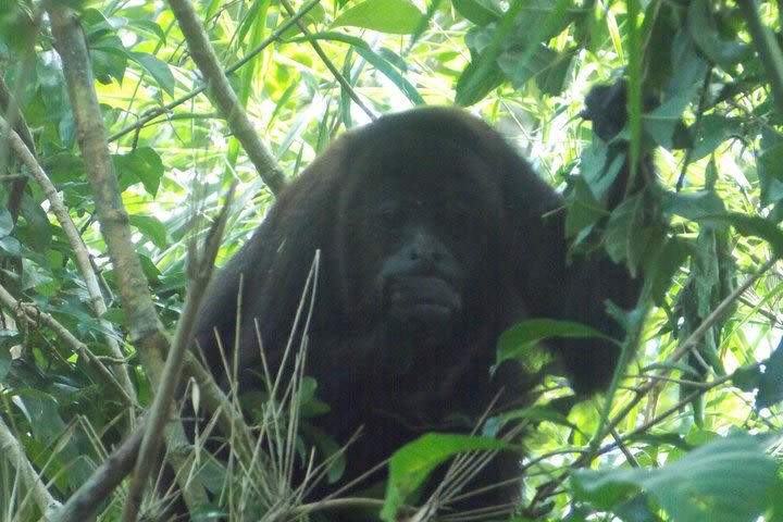 Horse Back Riding and Howler Monkey Sanctuary from Belize City image